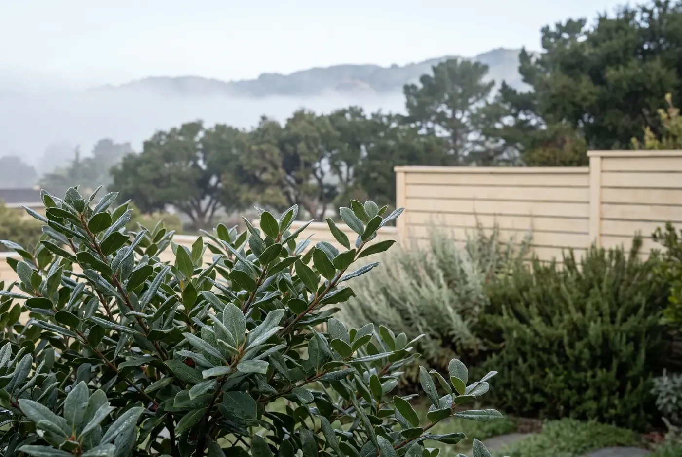 Marine layer fog bank visible from a Peninsula backyard, with moisture-beaded foliage of a coffeeberry shrub in the foreground